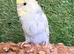 Hand-Tame Baby Budgie – Ready for a Loving Home