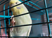 2 budgies and cage for sale.