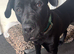 Cane corso 7 month old male puppy