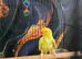 Yellow indian ringneck female
