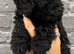 6 ABSOLUTELY STUNNING JET BLACK MINIATURE POODLES
