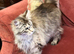 Maine Coon cat for sale