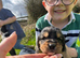 Beautiful Cavapoo  x Beagle  Puppies available.