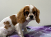 Cavalier King Charles puppies