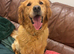 Red golden retriever kc registered