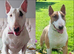 KC registered health tested English bull terrier pups