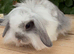 Mini lion lop boys
