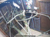 Ducorps cockatoo pair
