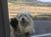 Bearded Collie Puppies for sale