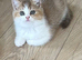 Gorgeous Bi Coloured Kittens Males