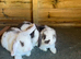 Gorgeous mini lops ready now