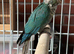Turquoise conure baby