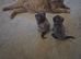 Cinnamon male Tica registered