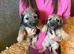 Border Terrier bitch