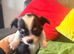 Beautiful Chichuahua pups