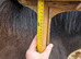 Lovely 2yr Black sports horse filly