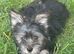 Yorkshire Terrier Pups for Sale in Kettering