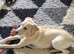 8 month old Labrador female
