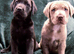 Labrador x Mastiff