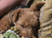 Can you give Gwenn a new loving home?