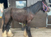 Gelding to make 14.1/2