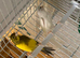 Pair of canary’s
