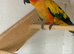 X2 Sun conures for sale