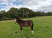 Welsh Section A Colt Bay Pony