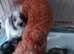 Amazing cockapoo