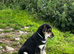 Huntaway X Puppies for Sale