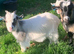 Pygmy goat wether kids.