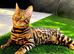 Bengal kittens pedigree tica reg x3