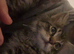 2 kittens 8weeks both for £175 or each £100