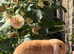 Orange mini lops for sale, 1 buck, 1 doe, from show lines