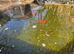 Pond