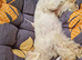 4 year old Maltese (not a cross)