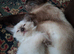 Ragdoll kitten