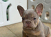 New Shade Health Clear KC Registered French Bulldog Puppies