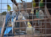 Budgies and cocktails