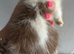 Beautiful kittens for new homes