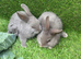 Gorgeous grey bunnies