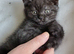 Chinchilla Scottish fold kittens