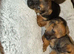 Border pups