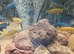 Breeding group pseudotrfeus saulosi