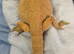 Red bearded dragon, male please read advert