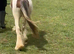 Filly cob