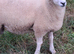 6 Lleyn Breeding Ram Lambs or Fat Lambs