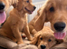 Ready for their new loving homes