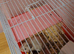 Hamster
