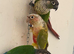 Conures